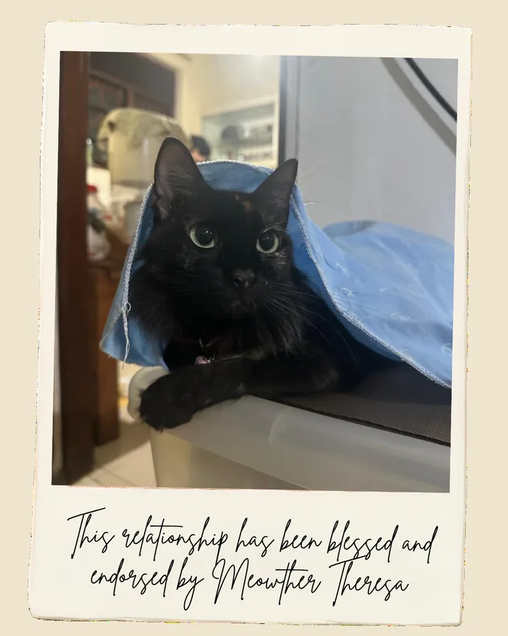 Chooti Poos the cat